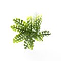 Mimosa Artificial Green Wall Panel