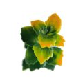 Yellow Pachysandra Wall Backdrop UV Protected