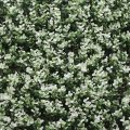 Artificial White Buxus Panel Backdrop Decoration