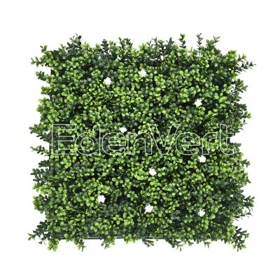 White Flowering English Boxwood Wall