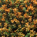 Orange Buxus Panel for Commercial / Home Decoration