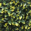 Photinia Leaf Screen / Panel UV Resistant