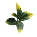 Photinia Leaf Screen / Panel UV Resistant