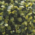 Tea Leaf Artificial Topiary Ball
