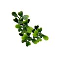 Premium Commercial Grade Artificial Boxwood Wall