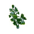 Artificial Boxwood Hedge Wall Panel