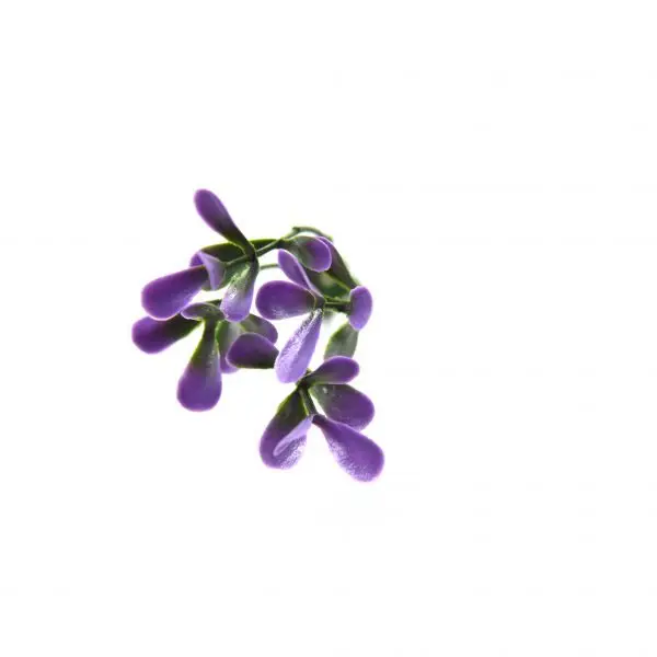 Artificial Purple Pittoso Mat