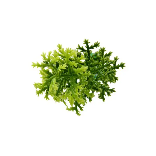 Houttuynia Cordata Artificial Living Wall Panel