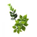 Abundant Eucalyptus Greenery Panel