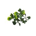 Light Green Boxwood Hedge Wall Mat