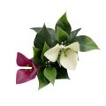 Bougainvillea Mixed Hedge Wall Panel