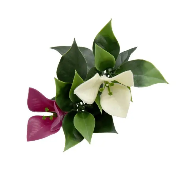 Bougainvillea Mixed Hedge Wall Panel