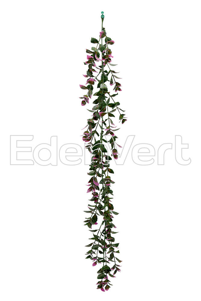 CCGT012, hanging plant EdenVert