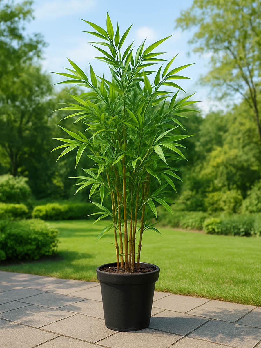 bamboo tree