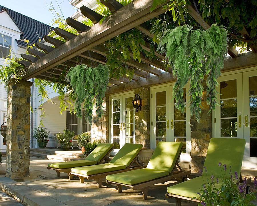 hanging ferns