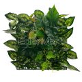 Premium Artificial Caladium Mix Living Wall