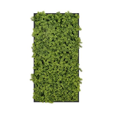 Decorative Framed Plant Wall Art
