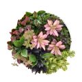 Green Wall Disc for Home Commercial Decoration
