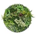 Artificial Greenery Disc for Wall Decoration