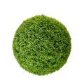 Cupressus Green Plant Ball