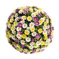 Aptenia & Daisy Garden Ball