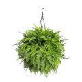 Mixed Fern Decorative Topiary Ball