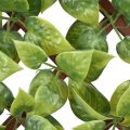 Scindapsus Aureus PVC Fence