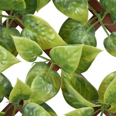 Scindapsus Aureus PVC Fence