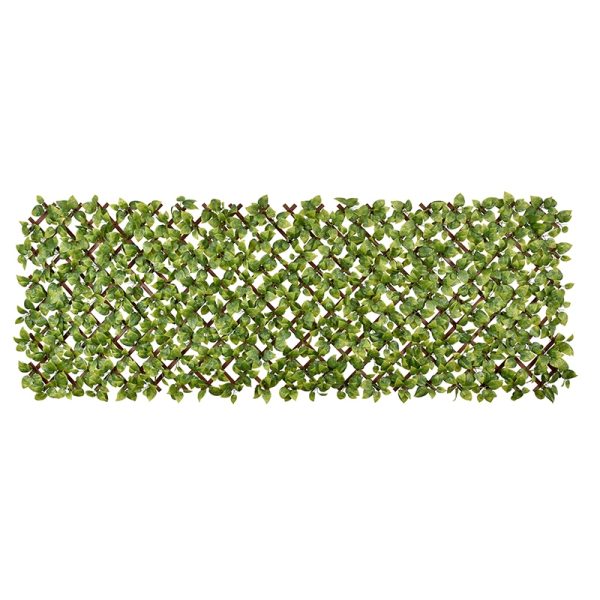 Scindapsus Aureus PVC Fence