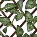 Artificial Fittonia Willow Fence