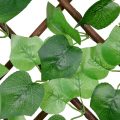 Green Grape Willow Fence