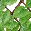 Poplar Leaf Willow Fence