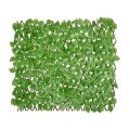 Poplar Leaf Willow Fence