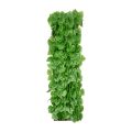 Poplar Leaf Willow Fence