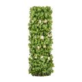 Scindapsus Aureus Willow Fence with Flowers