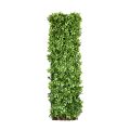 Artificial Schefflera Willow Fence